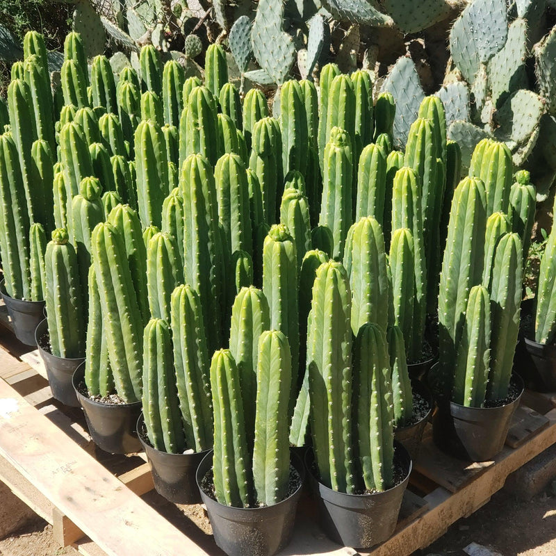 #EC125 EXACT Trichocereus Pachanoi PC Cactus 25"+