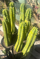 #EC125 EXACT Trichocereus Pachanoi PC Cactus 25"+