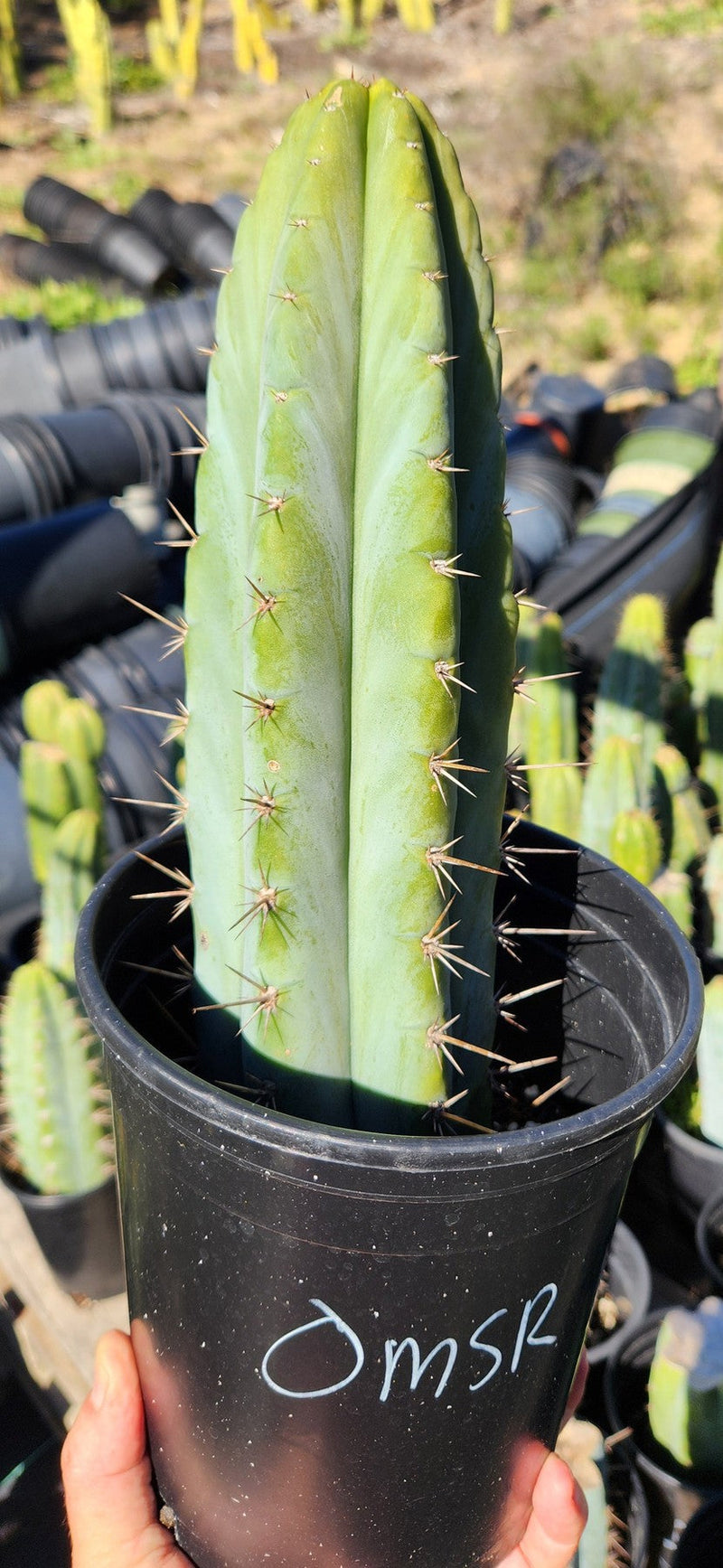 #EC128 EXACT Trichocereus Peruvianus Old Man Stand OMS Ornamental Cactus Cutting & Potted