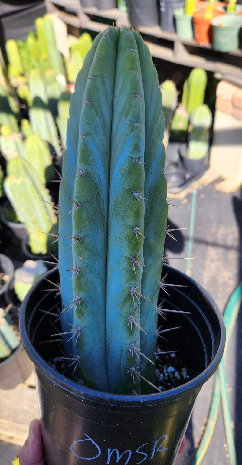 #EC128 EXACT Trichocereus Peruvianus Old Man Stand OMS Ornamental Cactus Cutting & Potted