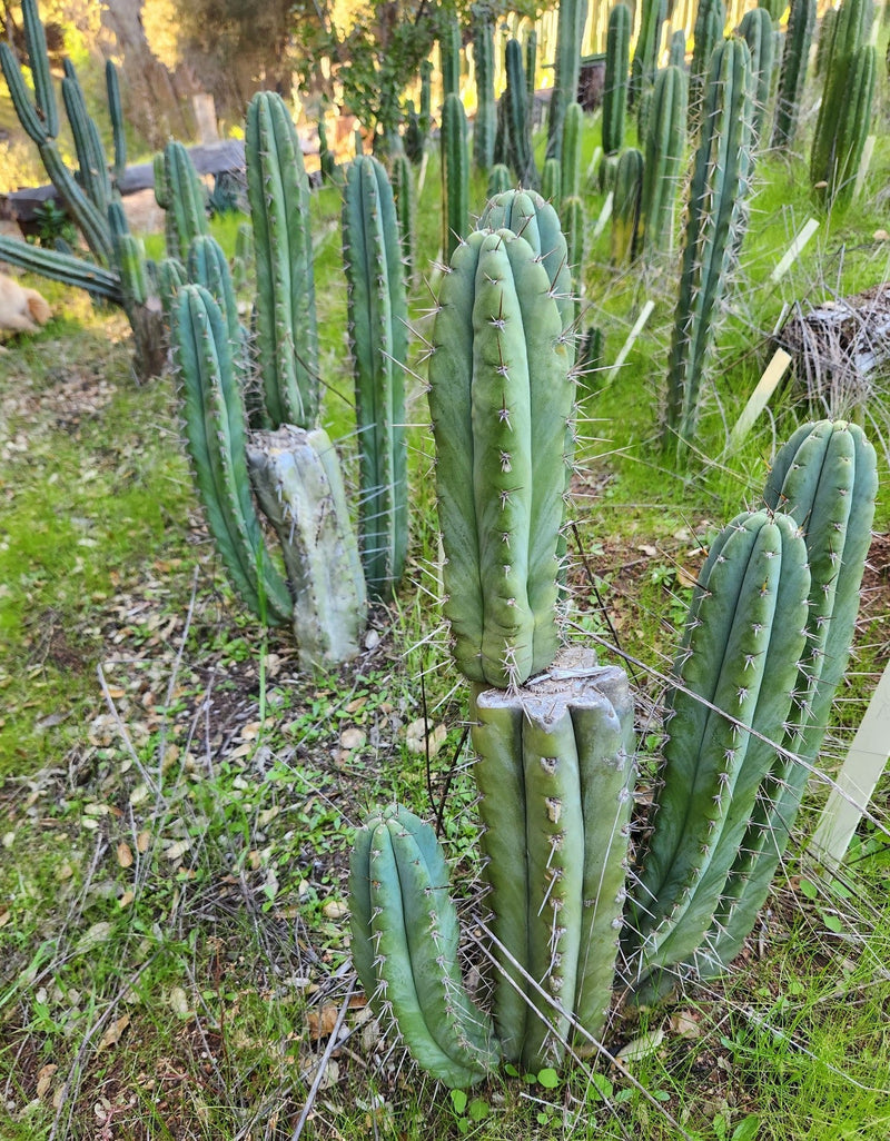 #EC128 EXACT Trichocereus Peruvianus Old Man Stand OMS Ornamental Cactus Cutting & Potted