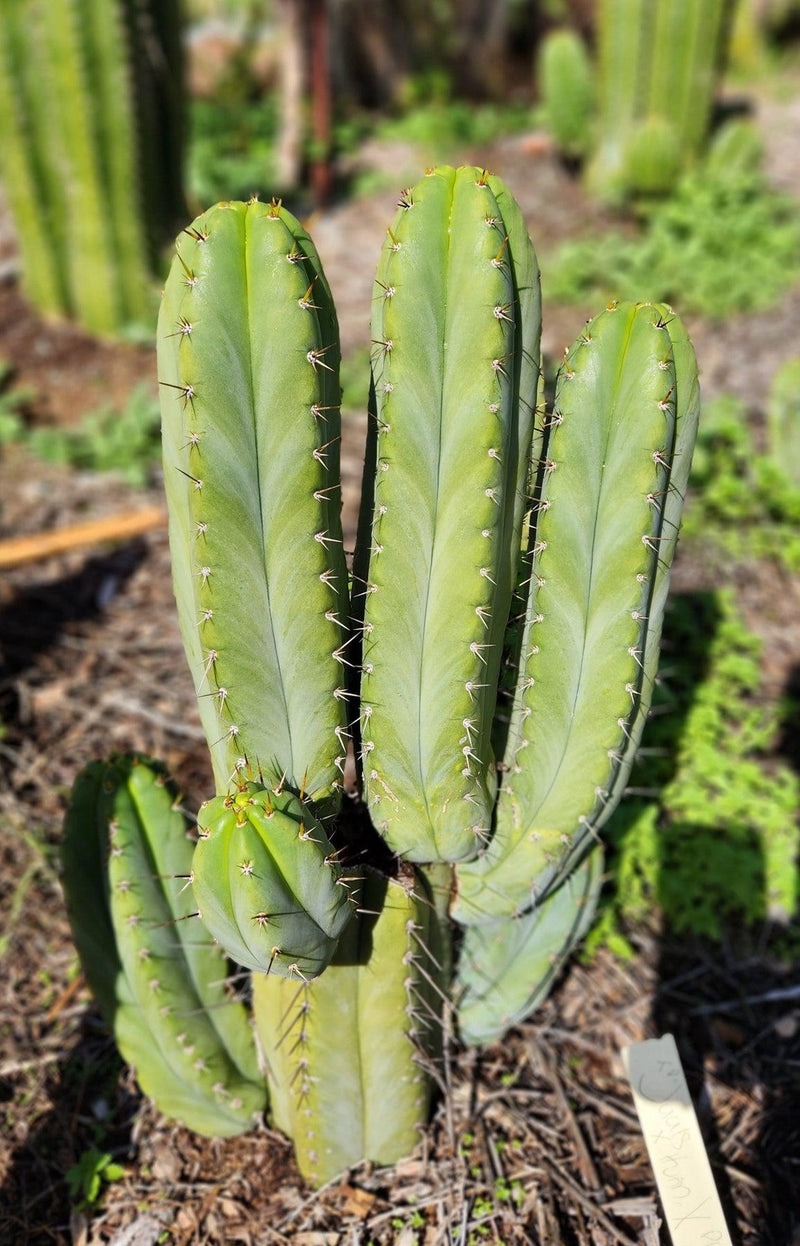 #EC128 EXACT Trichocereus Peruvianus Old Man Stand OMS Ornamental Cactus Cutting & Potted