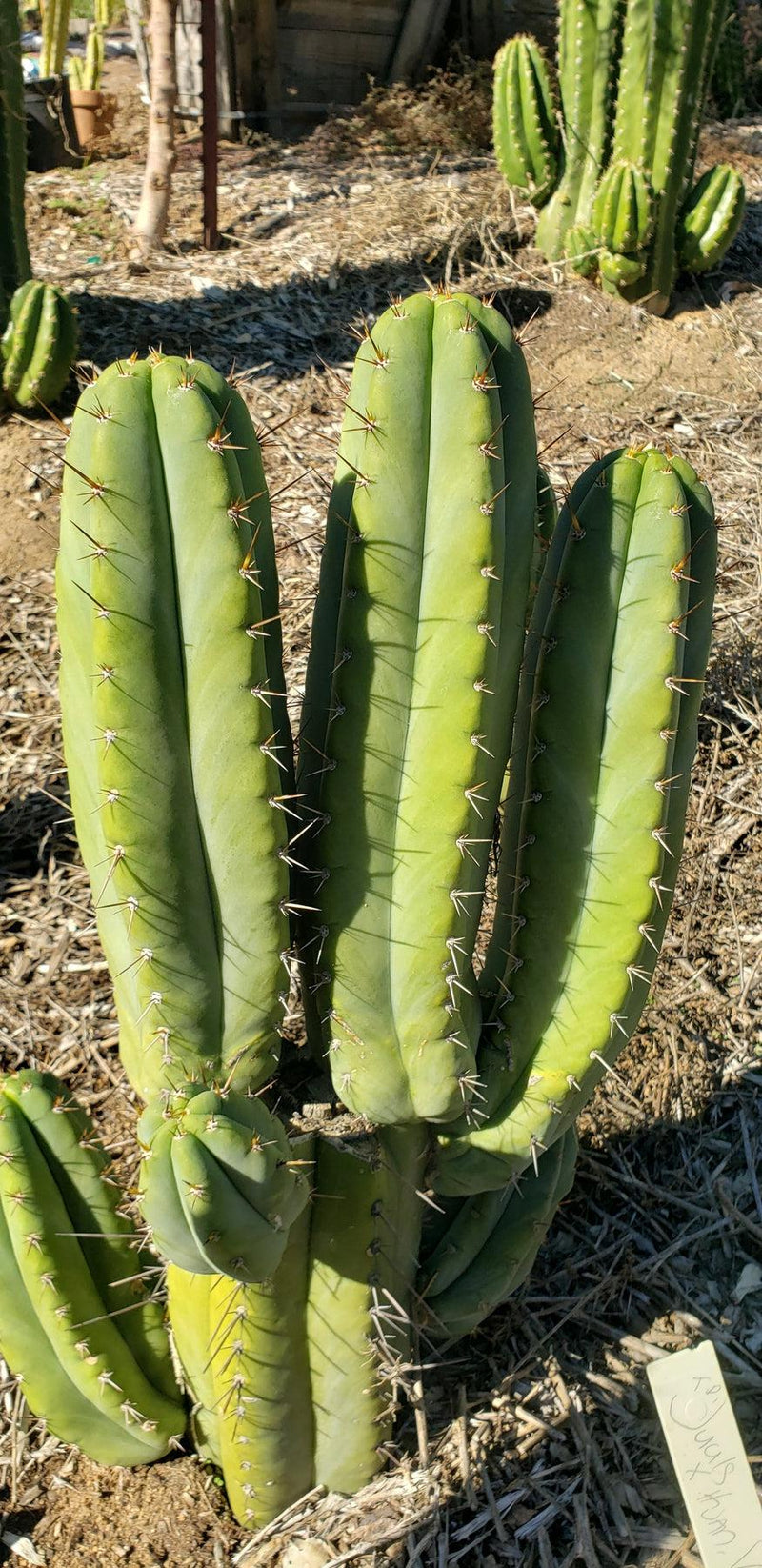 #EC128 EXACT Trichocereus Peruvianus Old Man Stand OMS Ornamental Cactus Cutting & Potted