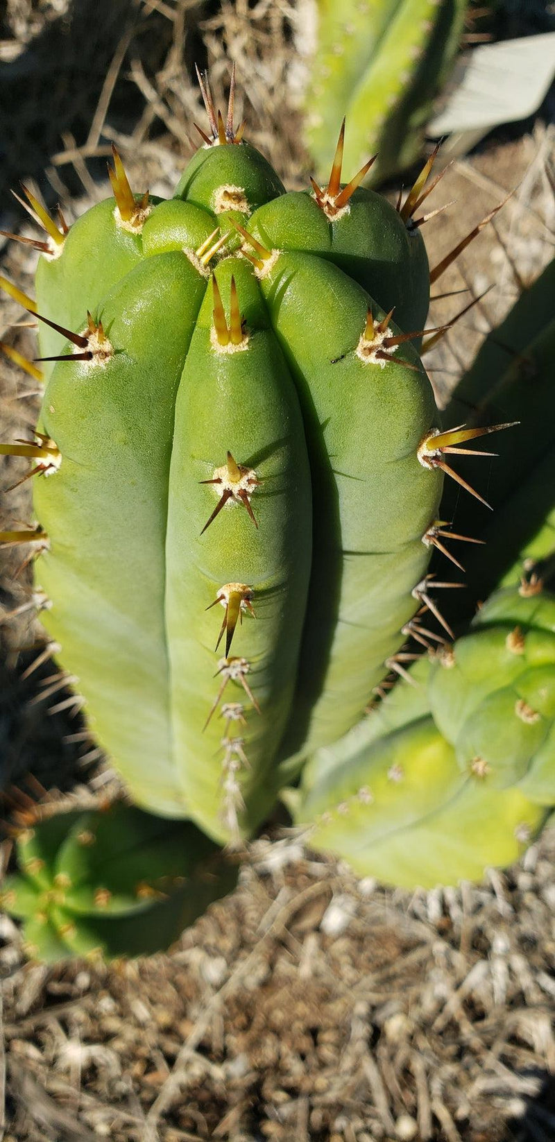 #EC128 EXACT Trichocereus Peruvianus Old Man Stand OMS Ornamental Cactus Cutting & Potted