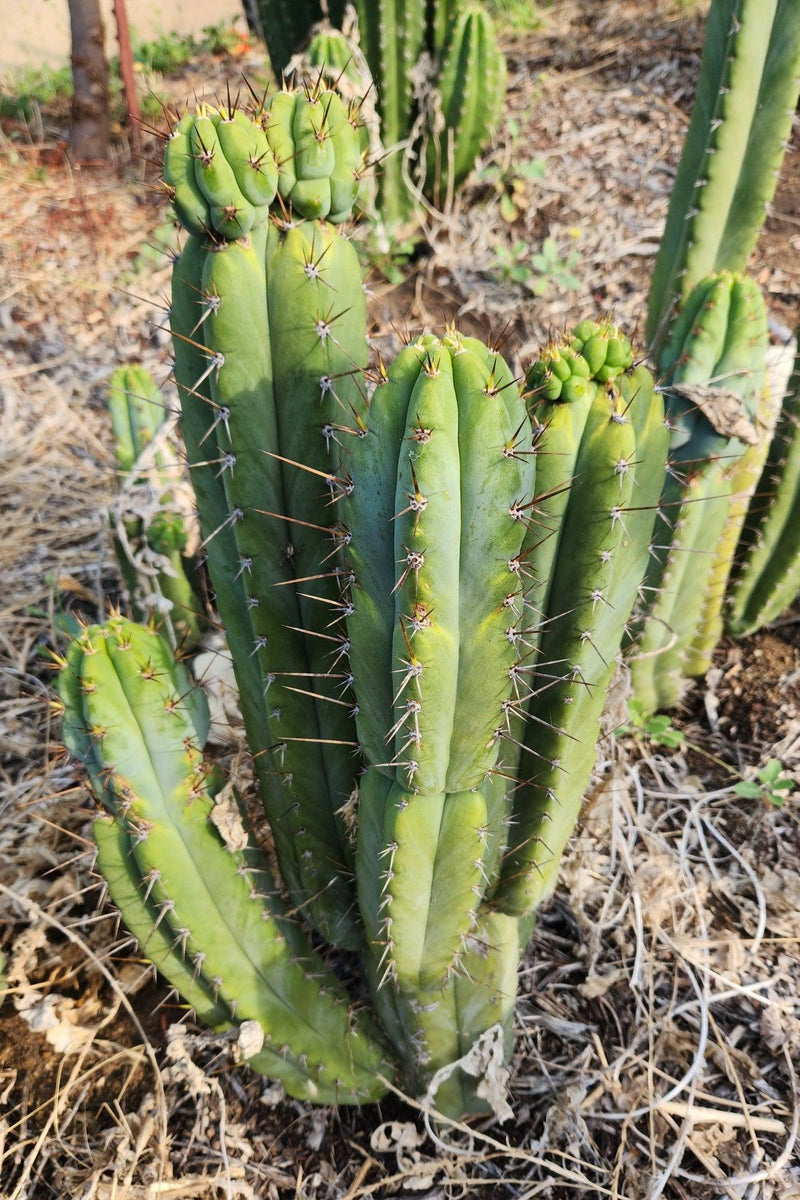 #EC128 EXACT Trichocereus Peruvianus Old Man Stand OMS Ornamental Cactus Cutting & Potted