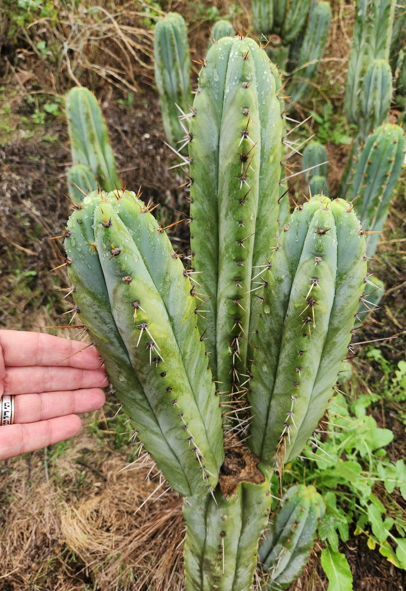 #EC128 EXACT Trichocereus Peruvianus Old Man Stand OMS Ornamental Cactus Cutting & Potted