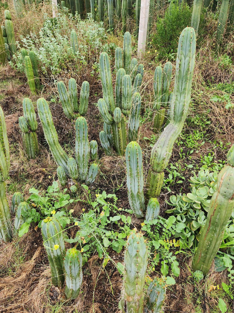 #EC128 EXACT Trichocereus Peruvianus Old Man Stand OMS Ornamental Cactus Cutting & Potted