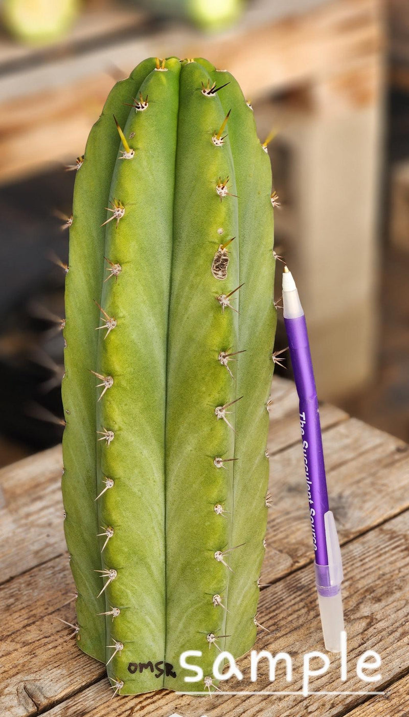 #EC128 EXACT Trichocereus Peruvianus Old Man Stand OMS Ornamental Cactus Cutting & Potted