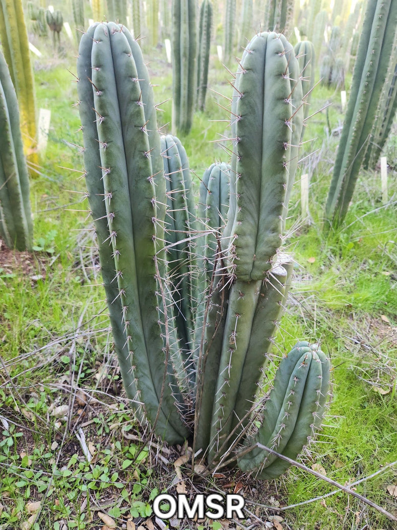 #EC128 EXACT Trichocereus Peruvianus Old Man Stand OMS Ornamental Cactus Cutting & Potted