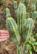 #EC128 Trichocereus Peruvianus Old Man Stand OMS Ornamental Cactus Cutting & Potted