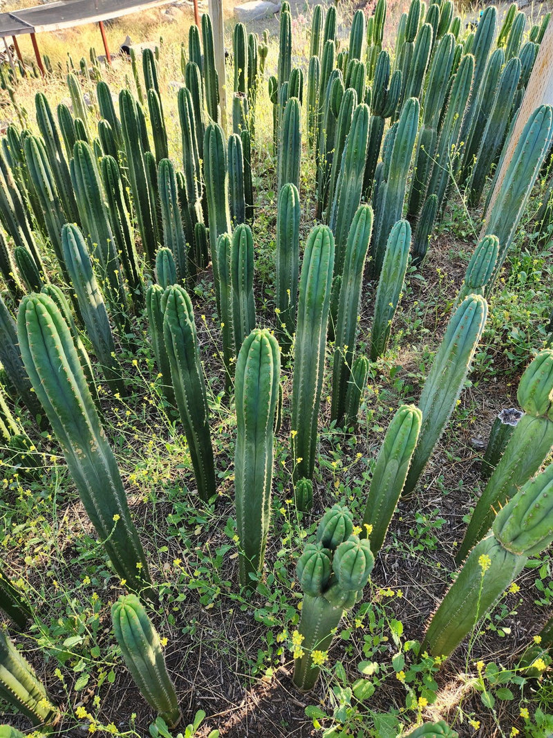 #EC13 EXACT Trichocereus Pachanoi #46 Cactus Potted & Cuttings