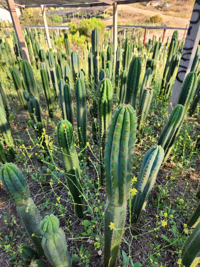 #EC13 EXACT Trichocereus Pachanoi #46 Cactus Potted & Cuttings