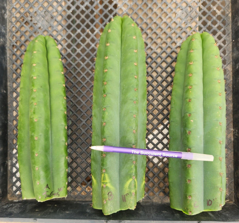 #EC13 EXACT Trichocereus Pachanoi #46 Cactus Potted & Cuttings