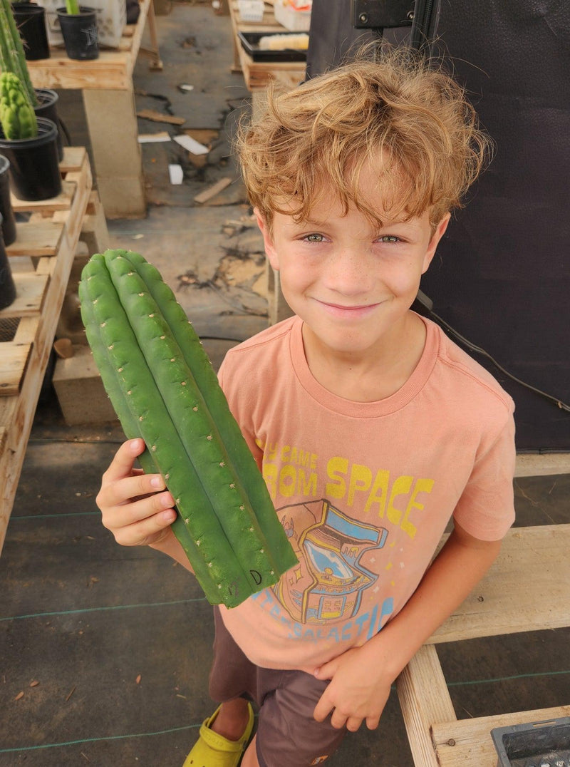 #EC13 EXACT Trichocereus Pachanoi #46 Cactus Potted & Cuttings