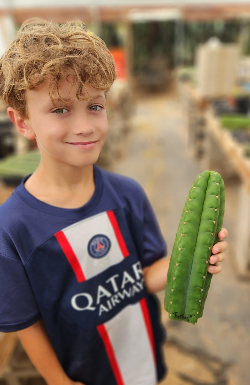 #EC13 EXACT Trichocereus Pachanoi #46 Cactus Potted & Cuttings