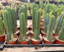 #EC13 EXACT Trichocereus Pachanoi #46 Cactus Potted & Cuttings