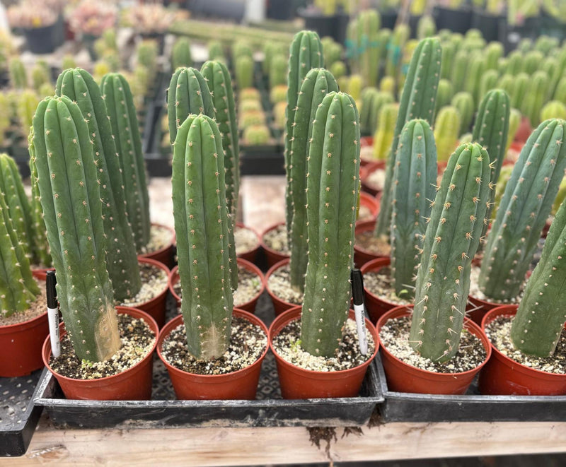 #EC13 EXACT Trichocereus Pachanoi #46 Cactus Potted & Cuttings