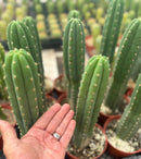 #EC13 EXACT Trichocereus Pachanoi #46 Cactus Potted & Cuttings