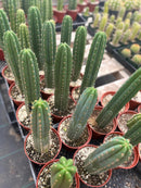 #EC13 EXACT Trichocereus Pachanoi #46 Cactus Potted & Cuttings