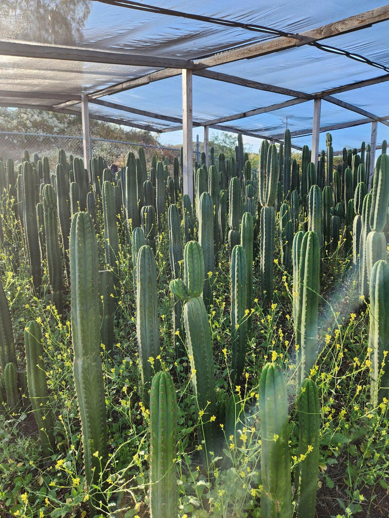 #EC13 EXACT Trichocereus Pachanoi #46 Cactus Potted & Cuttings