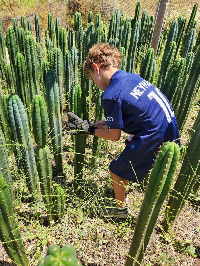 #EC13 EXACT Trichocereus Pachanoi #46 Cactus Potted & Cuttings