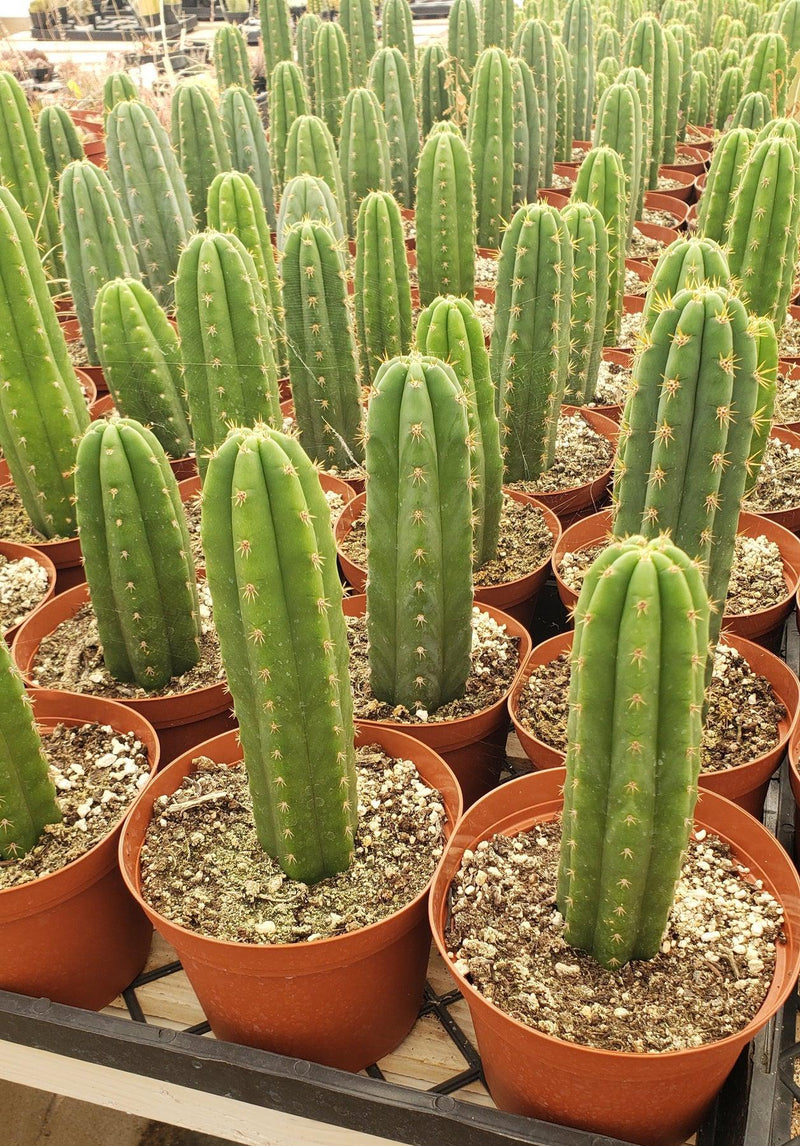 #EC13 EXACT Trichocereus Pachanoi #46 Cactus Potted & Cuttings