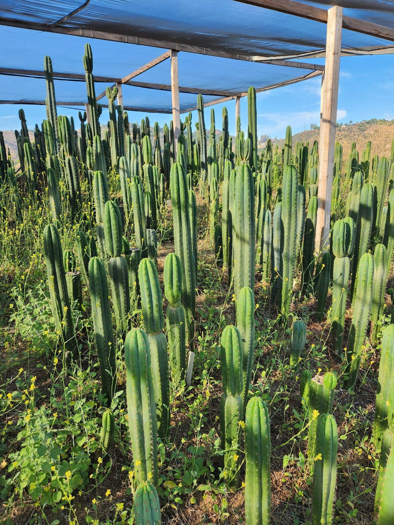 #EC13 EXACT Trichocereus Pachanoi #46 Cactus Potted & Cuttings