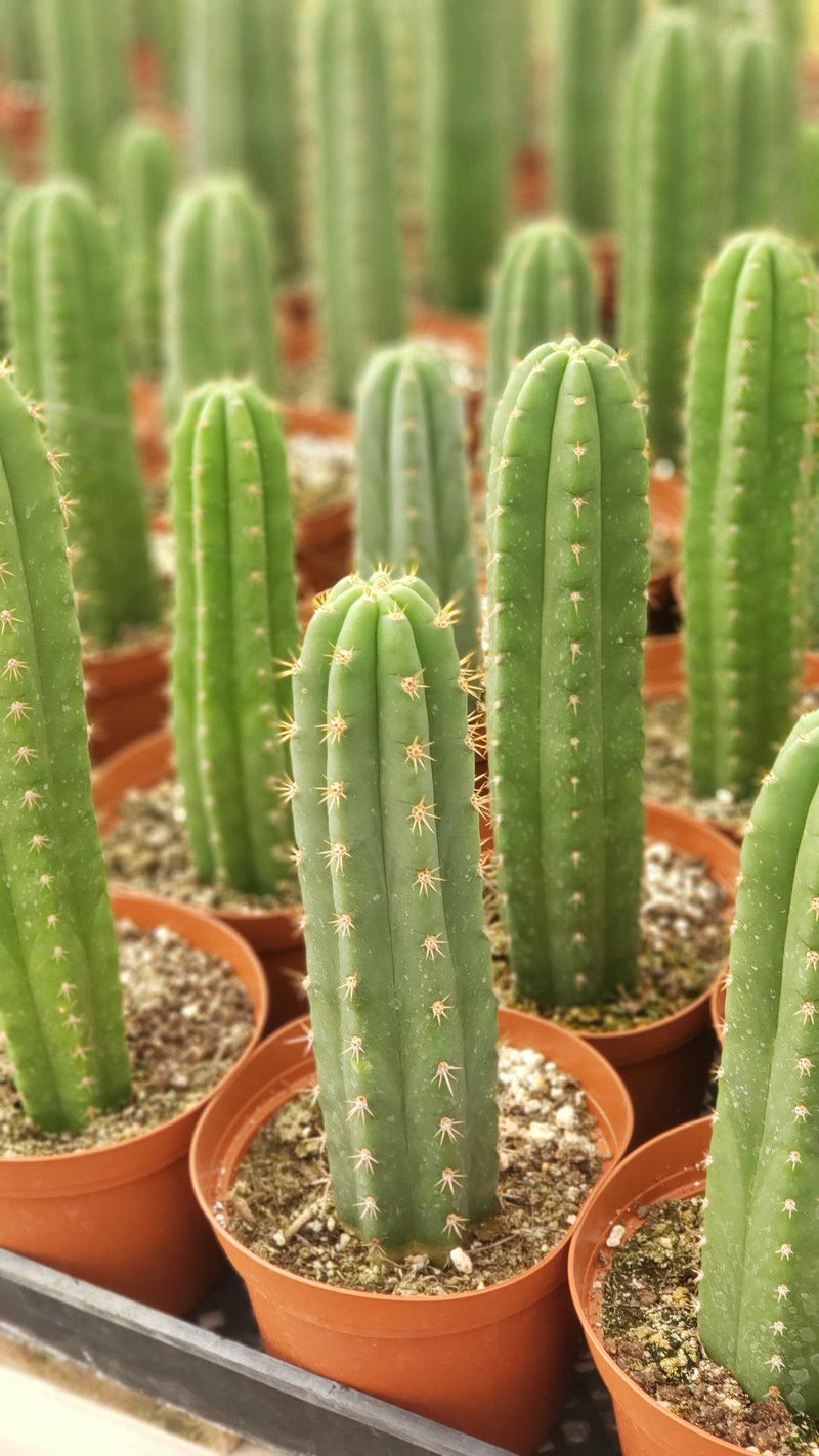 #EC13 EXACT Trichocereus Pachanoi #46 Cactus Potted & Cuttings