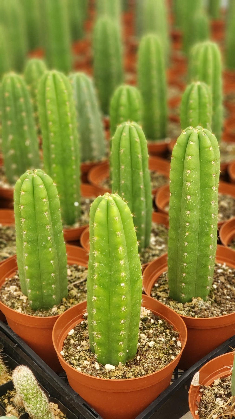 #EC13 EXACT Trichocereus Pachanoi #46 Cactus Potted & Cuttings