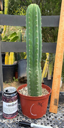 #EC13 EXACT Trichocereus Pachanoi #46 Cactus Potted & Cuttings