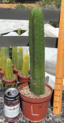 #EC13 EXACT Trichocereus Pachanoi #46 Cactus Potted & Cuttings