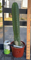#EC13 EXACT Trichocereus Pachanoi #46 Cactus Potted & Cuttings