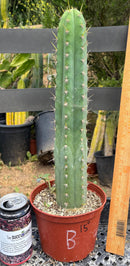 #EC13 EXACT Trichocereus Pachanoi #46 Cactus Potted & Cuttings