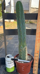 #EC13 EXACT Trichocereus Pachanoi #46 Cactus Potted & Cuttings