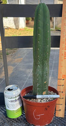 #EC13 EXACT Trichocereus Pachanoi #46 Cactus Potted & Cuttings