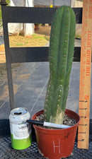 #EC13 EXACT Trichocereus Pachanoi #46 Cactus Potted & Cuttings