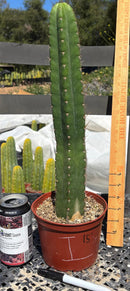 #EC13 EXACT Trichocereus Pachanoi #46 Cactus Potted & Cuttings
