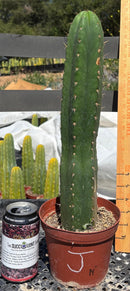 #EC13 EXACT Trichocereus Pachanoi #46 Cactus Potted & Cuttings