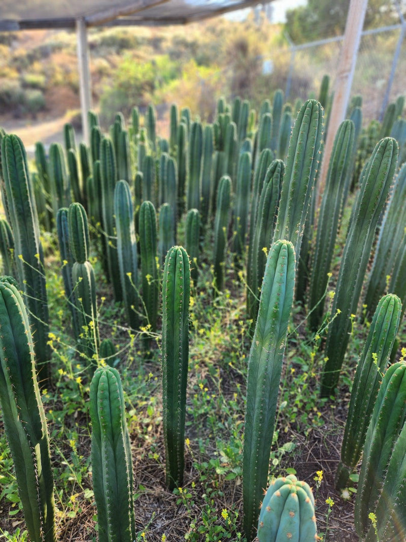 #EC13 EXACT Trichocereus Pachanoi #46 Cactus Potted & Cuttings