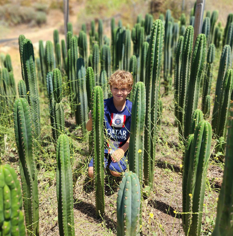 #EC13 EXACT Trichocereus Pachanoi #46 Cactus Potted & Cuttings