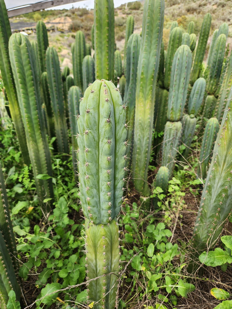 #EC130 Justus' Trichocereus NOID Collection of Cuttings