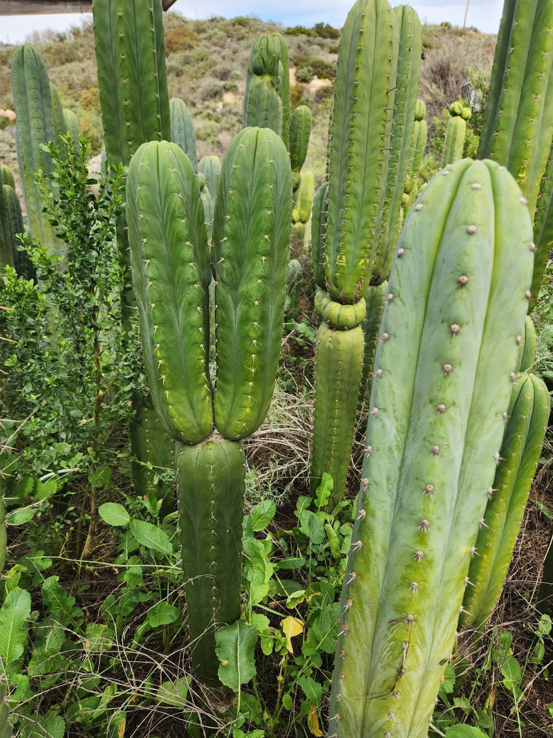 #EC130 Justus' Trichocereus NOID Collection of Cuttings