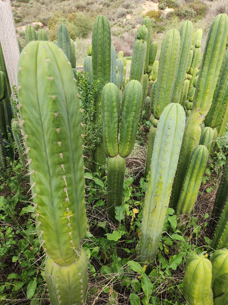 #EC130 Justus' Trichocereus NOID Collection of Cuttings