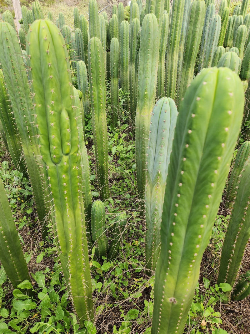 #EC130 Justus' Trichocereus NOID Collection of Cuttings