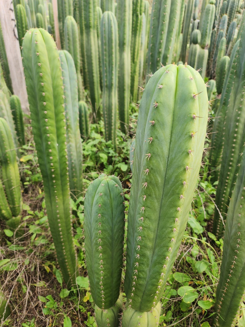 #EC130 Justus' Trichocereus NOID Collection of Cuttings