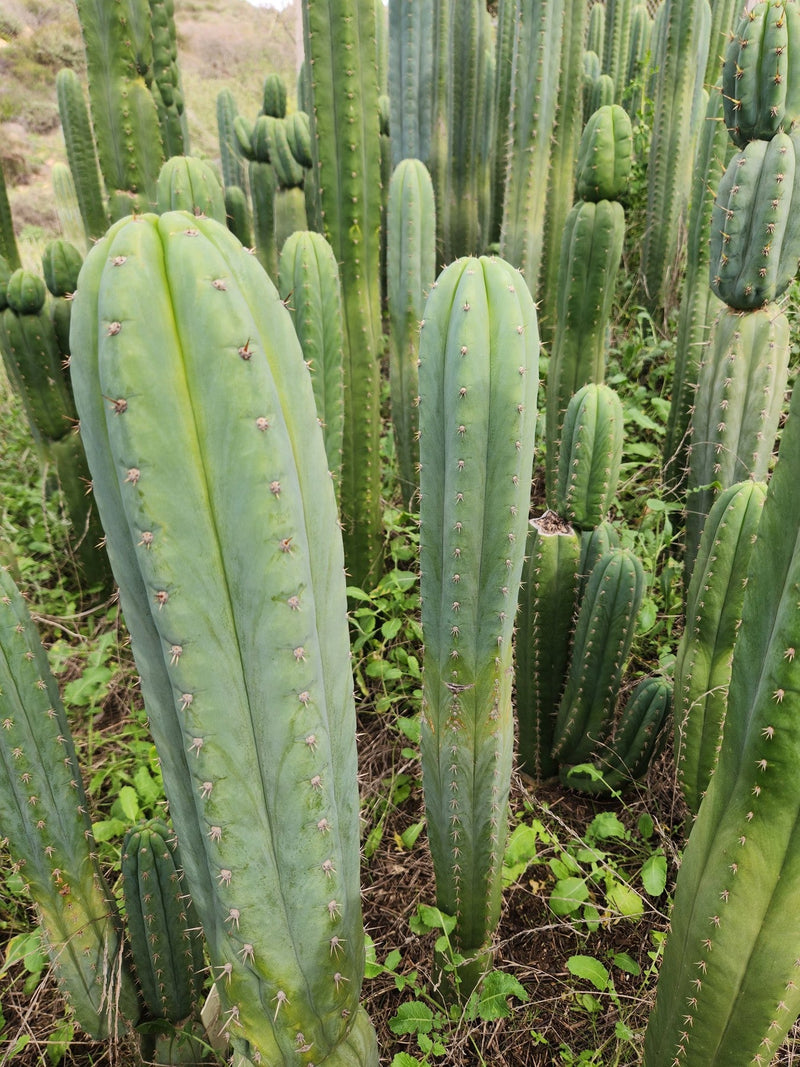 #EC130 Justus' Trichocereus NOID Collection of Cuttings