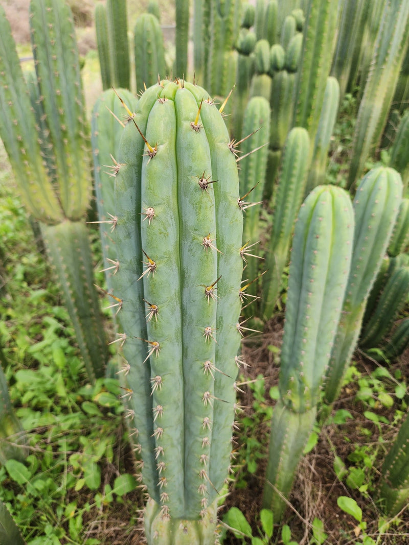 #EC130 Justus' Trichocereus NOID Collection of Cuttings