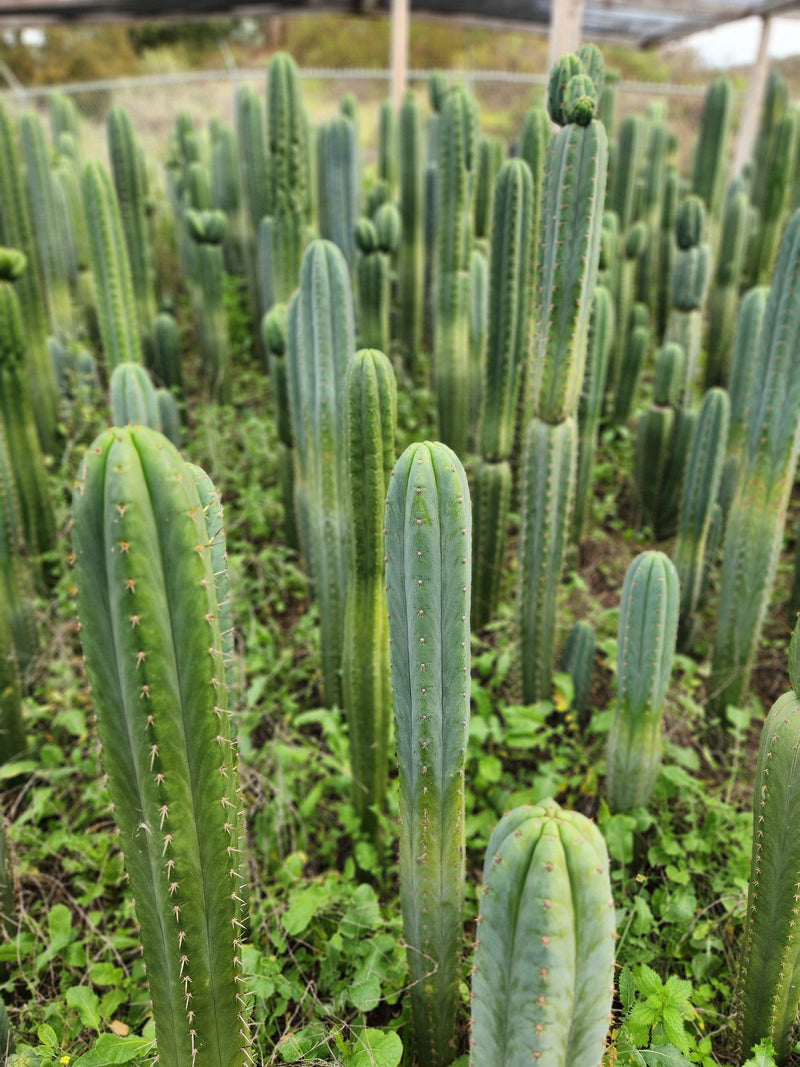 #EC130 Justus' Trichocereus NOID Collection of Cuttings