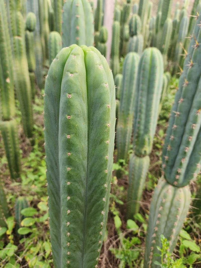 #EC130 Justus' Trichocereus NOID Collection of Cuttings