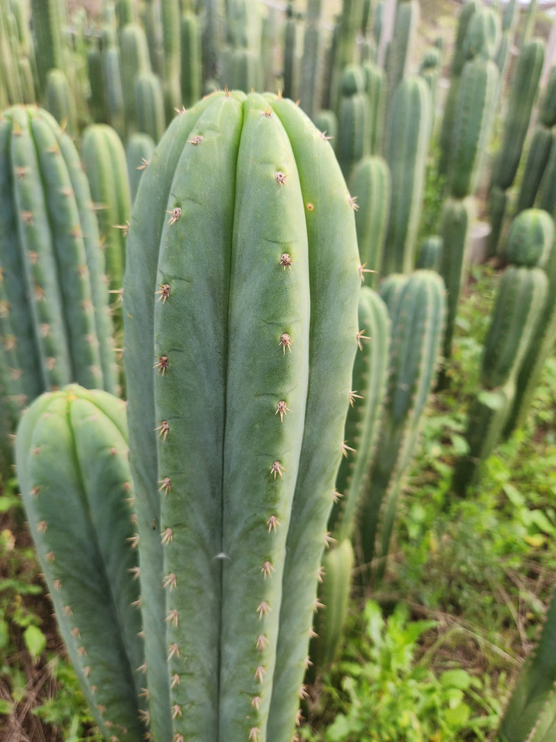 #EC130 Justus' Trichocereus NOID Collection of Cuttings